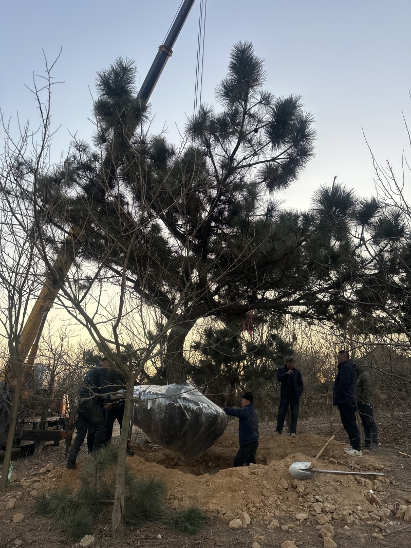 黑松，下山黑松，黑松毛坯，造型黑松，景观树，品质保证