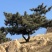 黑松，下山黑松，黑松毛坯，造型黑松，景观树，品质保证