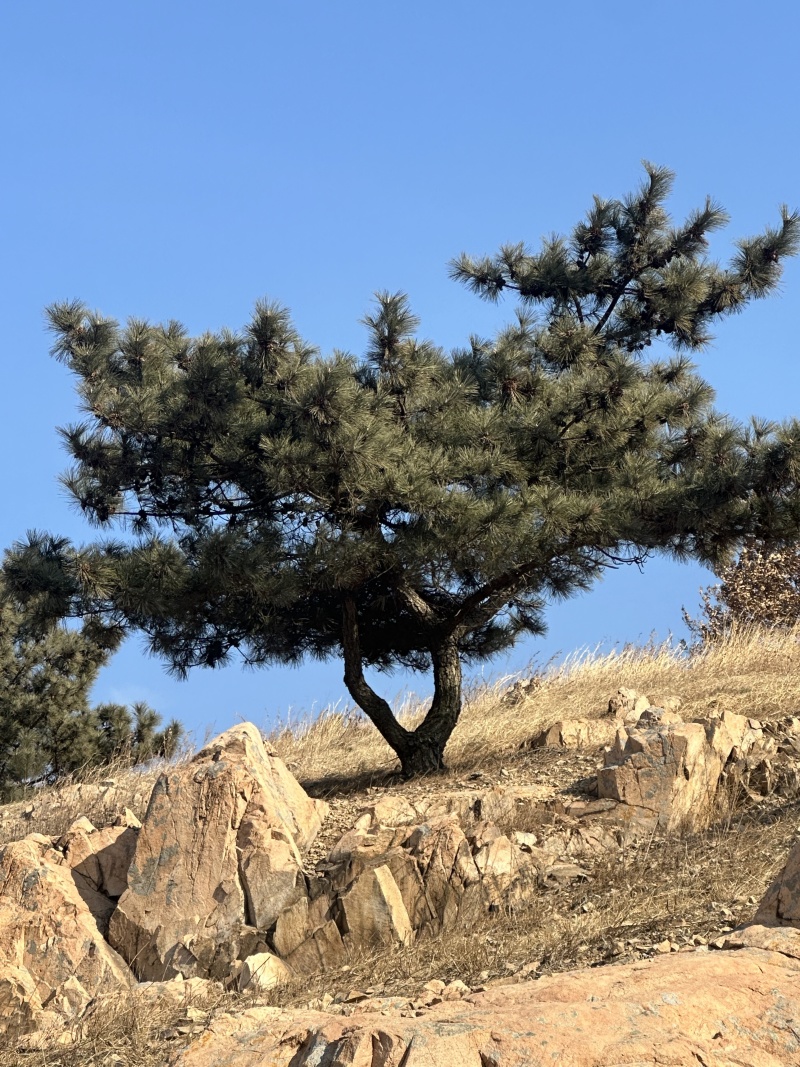黑松，下山黑松，黑松毛坯，造型黑松，景观树，品质保证