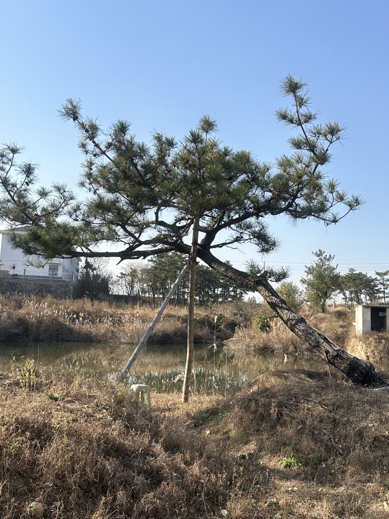 黑松，下山黑松，黑松毛坯，造型黑松，景观树，品质保证