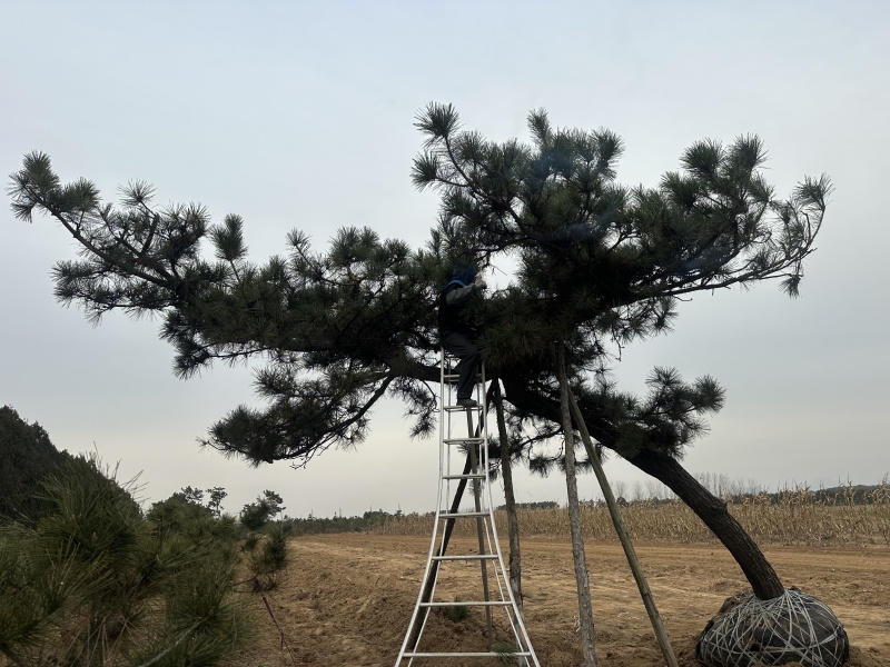 黑松，下山黑松，黑松毛坯，造型黑松，景观树，品质保证