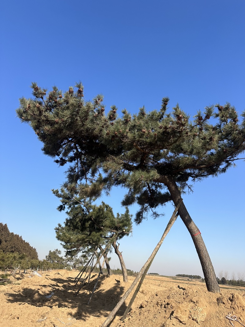黑松，下山黑松，黑松毛坯，造型黑松，景观树，品质保证