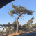 黑松，下山黑松，黑松毛坯，造型黑松，景观树，品质保证