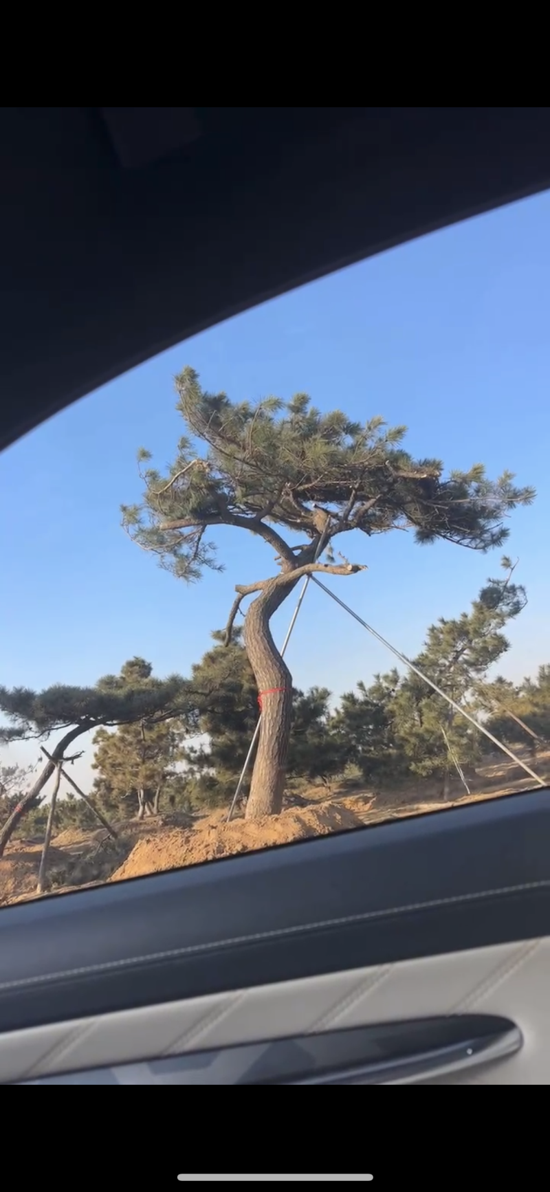黑松，下山黑松，黑松毛坯，造型黑松，景观树，品质保证
