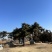 黑松，下山黑松，黑松毛坯，造型黑松，景观树，品质保证