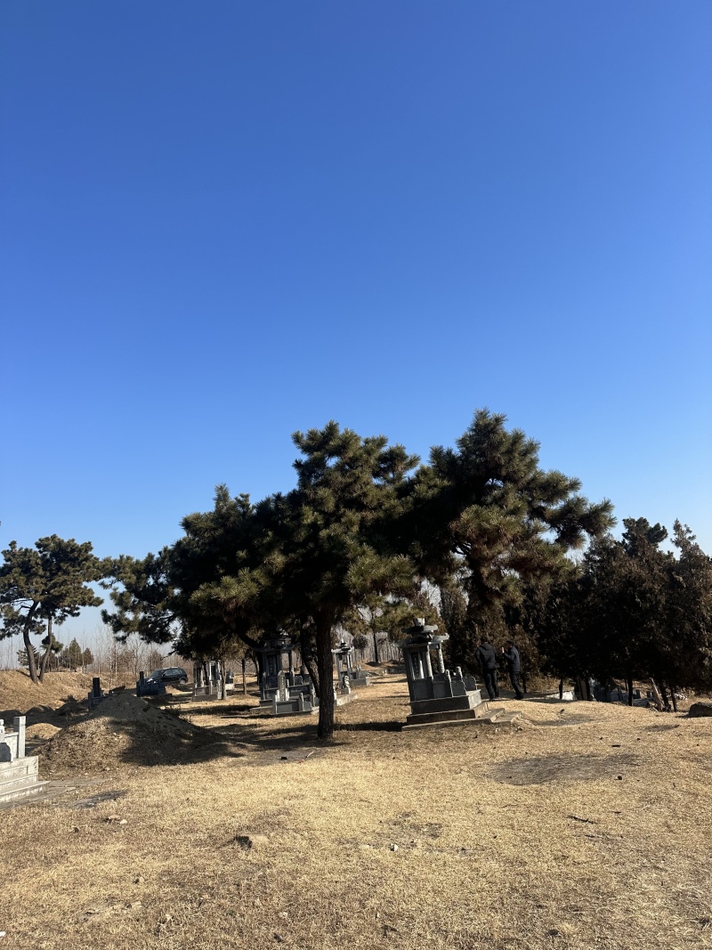 黑松，下山黑松，黑松毛坯，造型黑松，景观树，品质保证