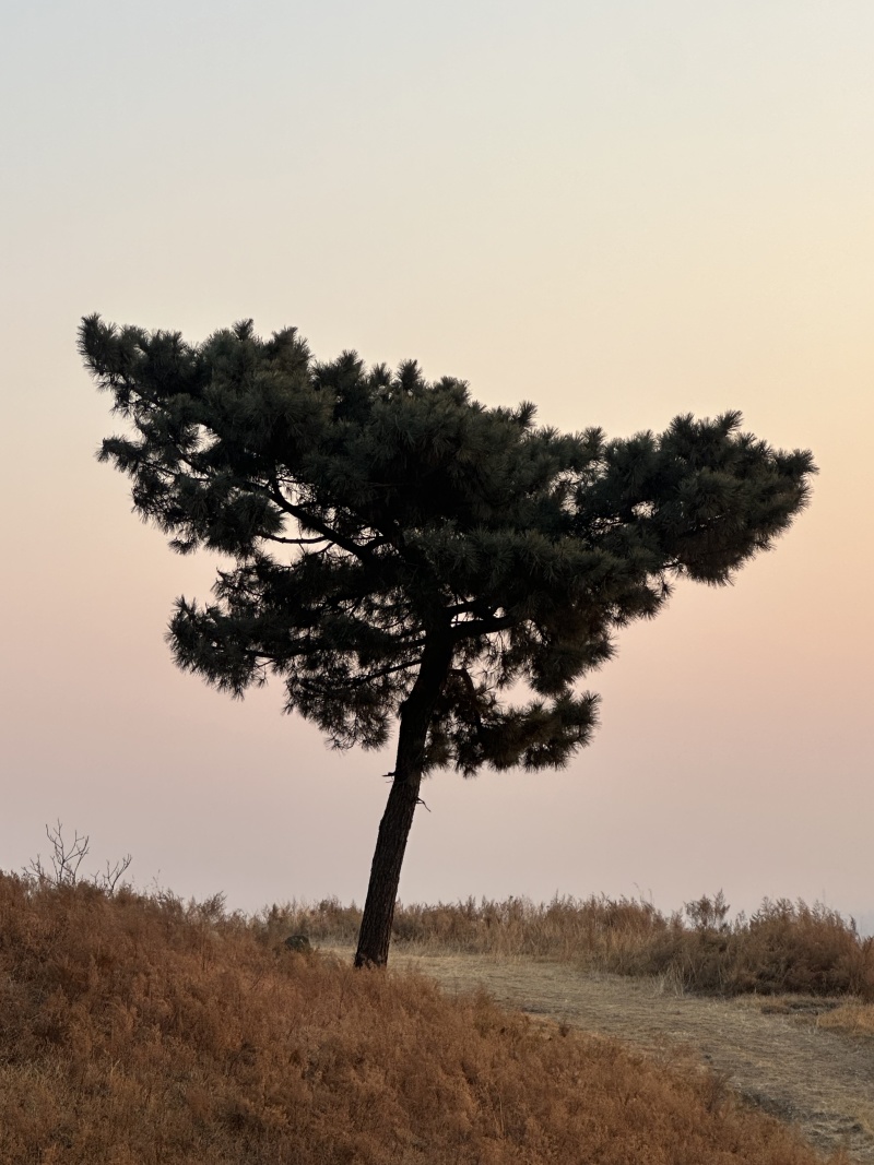 黑松，下山黑松，黑松毛坯，造型黑松，景观树，品质保证