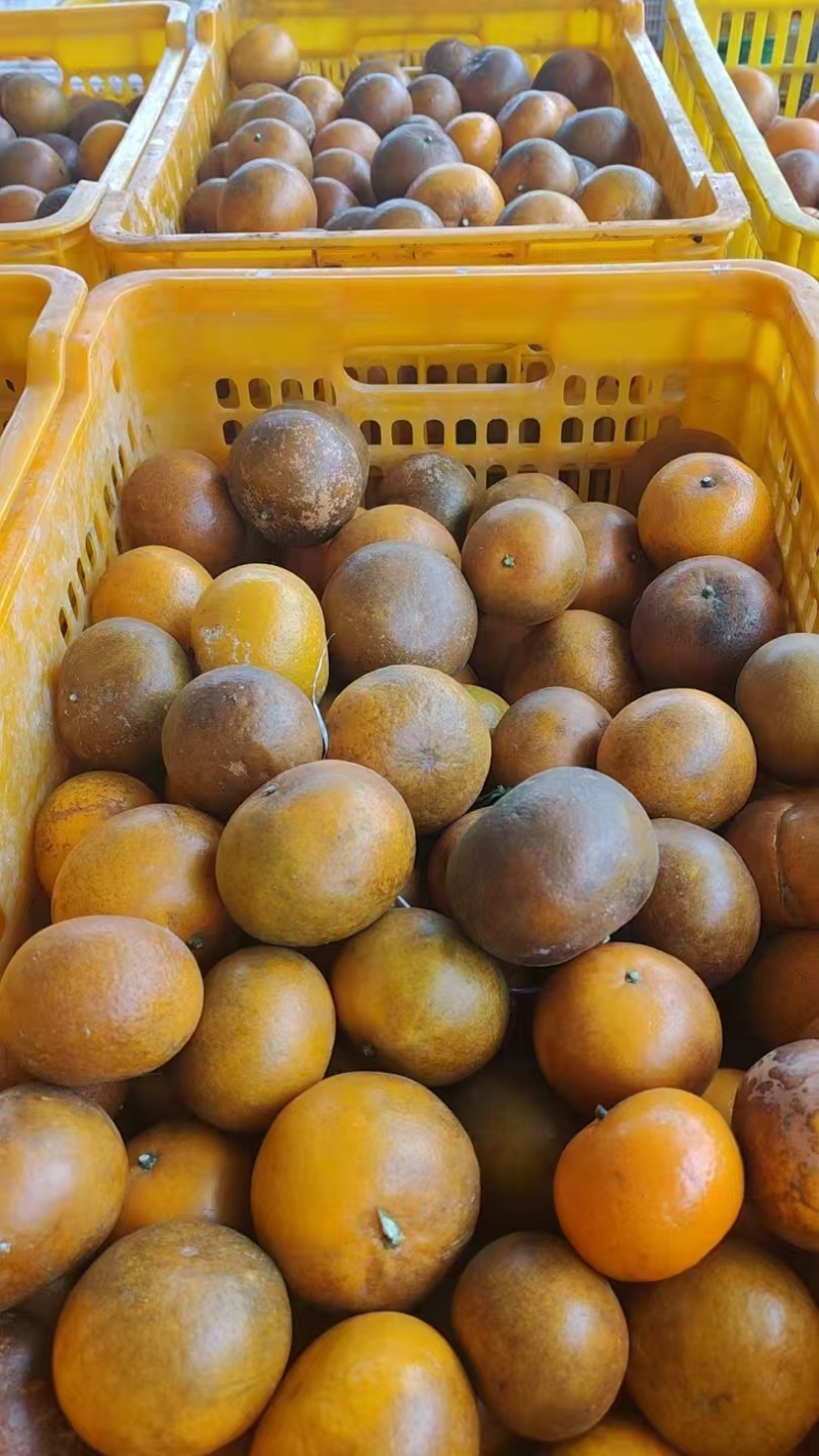 【乌柑】广西乌柑产地货源电商多多买菜美团优选商超大量现货