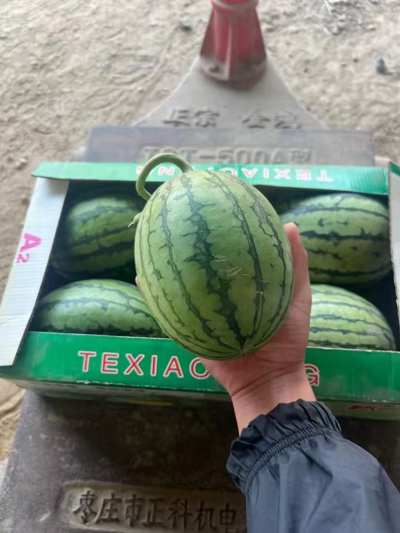 【货源充足】山东西瓜大量有货品质保证可视频看货