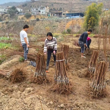 【蜂糖李子苗】贵州基地直供规格齐全质量保证提供技术指导