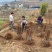 【蜂糖李子苗】贵州基地直供规格齐全质量保证提供技术指导