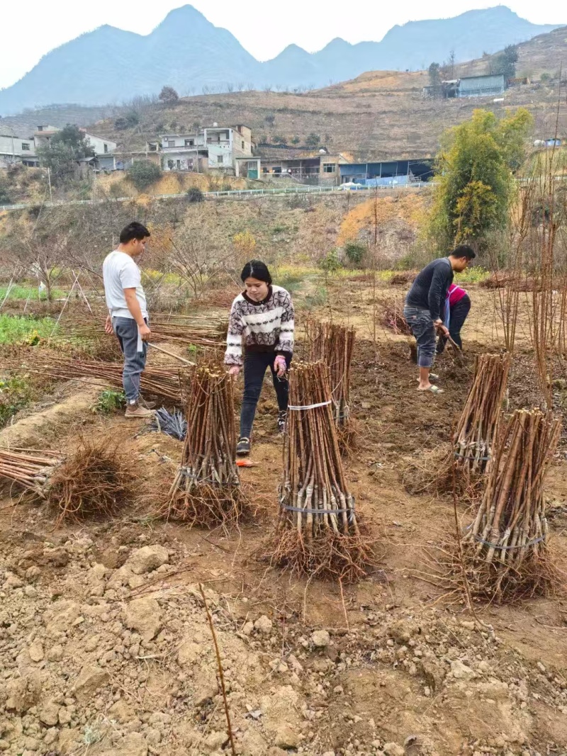 【蜂糖李子苗】贵州基地直供规格齐全质量保证提供技术指导
