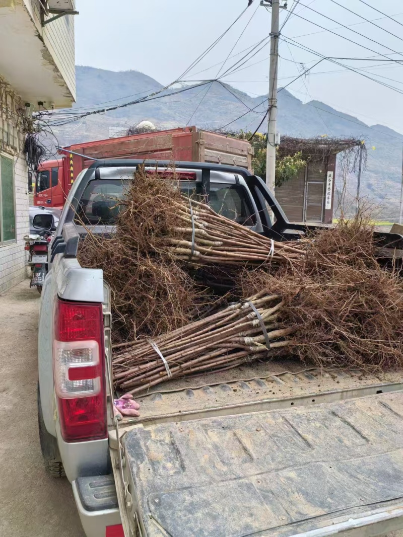 【蜂糖李子苗】贵州基地直供规格齐全质量保证提供技术指导
