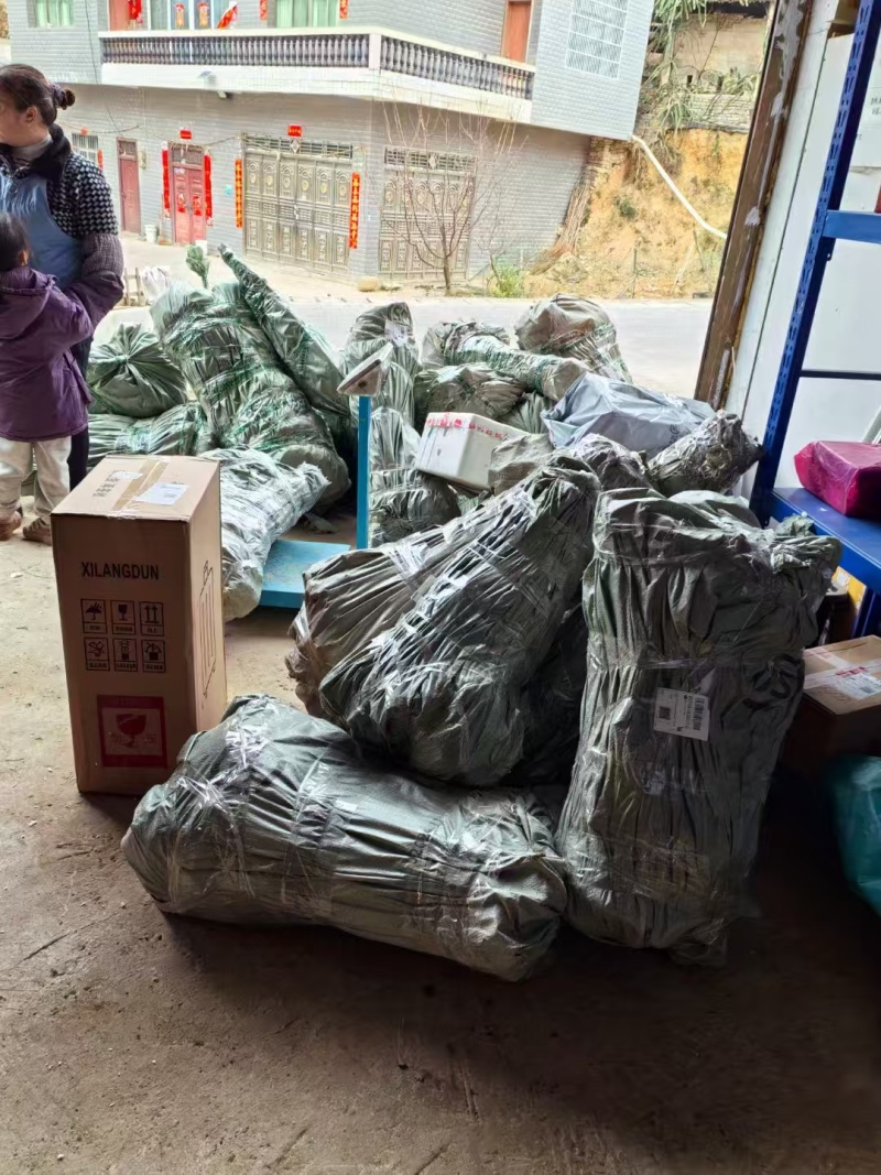 【蜂糖李子苗】贵州基地直供规格齐全质量保证提供技术指导
