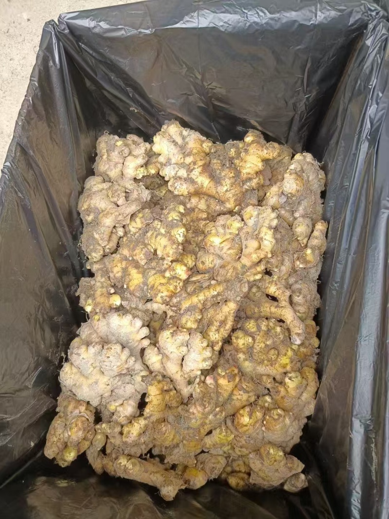 正宗贵州小黄姜生姜长期供货全网低价质量保证