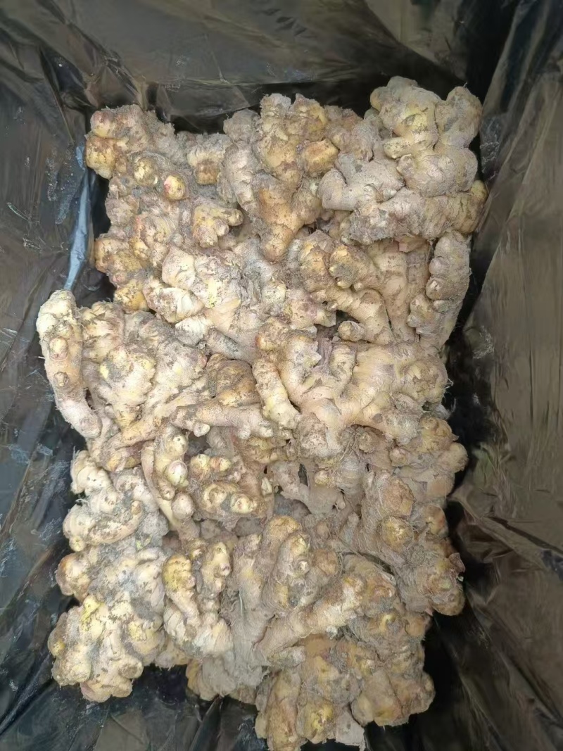 正宗贵州小黄姜生姜长期供货全网低价质量保证