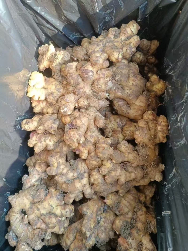正宗贵州小黄姜生姜长期供货全网低价质量保证