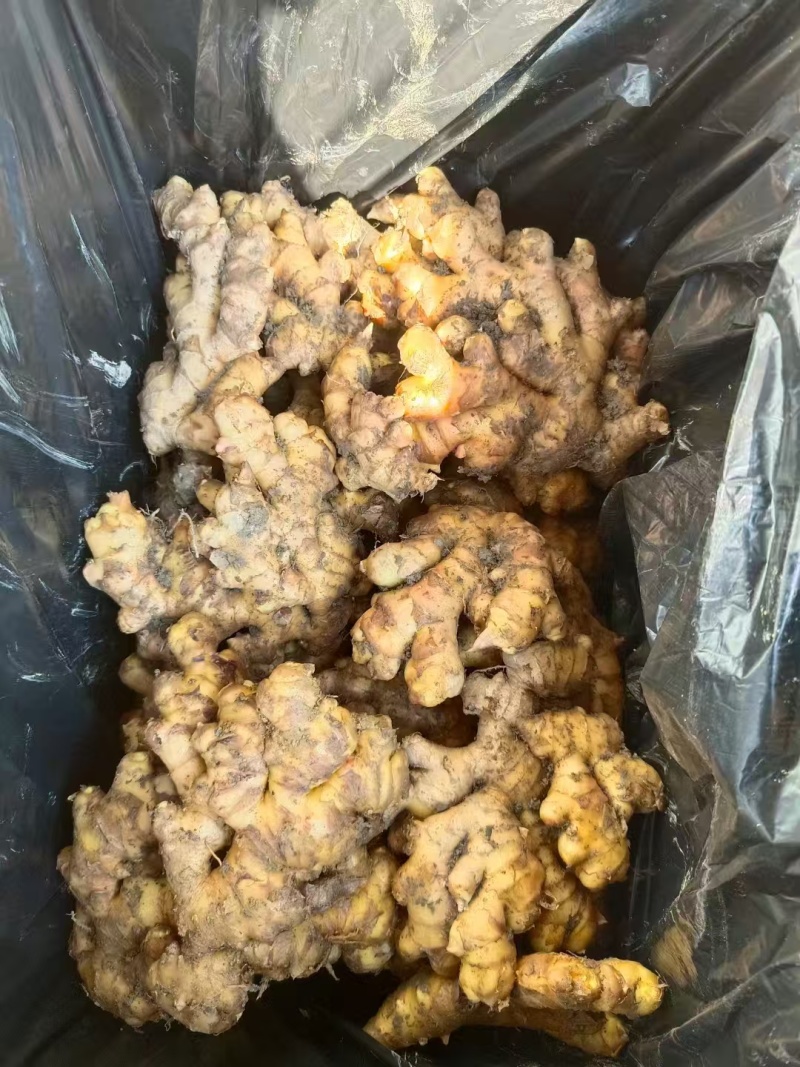 正宗贵州小黄姜生姜长期供货全网低价质量保证