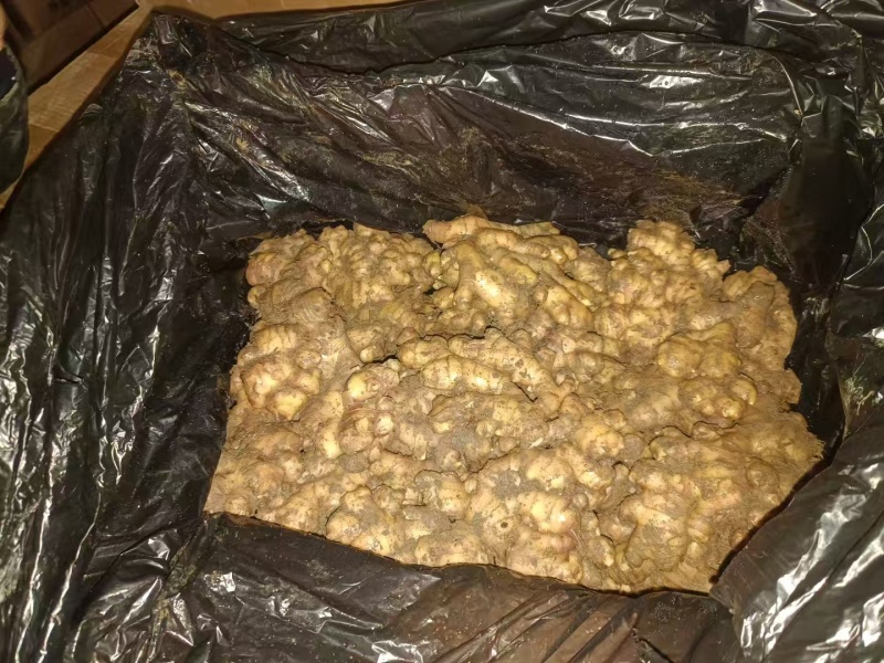 正宗贵州小黄姜生姜长期供货全网低价质量保证