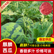 云南麒麟西瓜云南西瓜美都西瓜供应全国市场电商