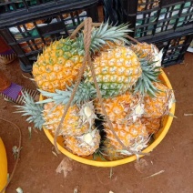 {诚信经营}菠萝大量现货，量大从优，视频看货，欢迎来电