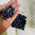 【整车发货】云南新鲜蓝莓大量上市多多买菜社区团购商超批发