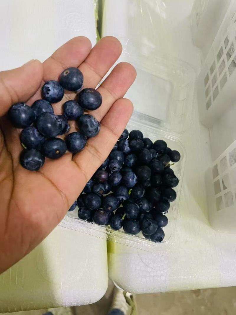 【整车发货】云南新鲜蓝莓大量上市多多买菜社区团购商超批发