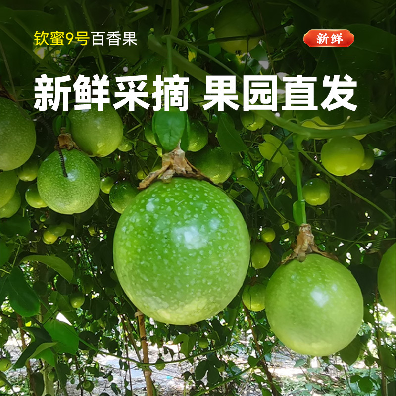 【9斤】广西钦蜜9号黄金百香果新鲜包邮