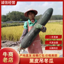 《实力商家》广东吊东瓜条形好不黑心皮毛干净货源充足