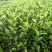 中茶108茶苗，而不是粗疏草率，因他品种领先，品质优