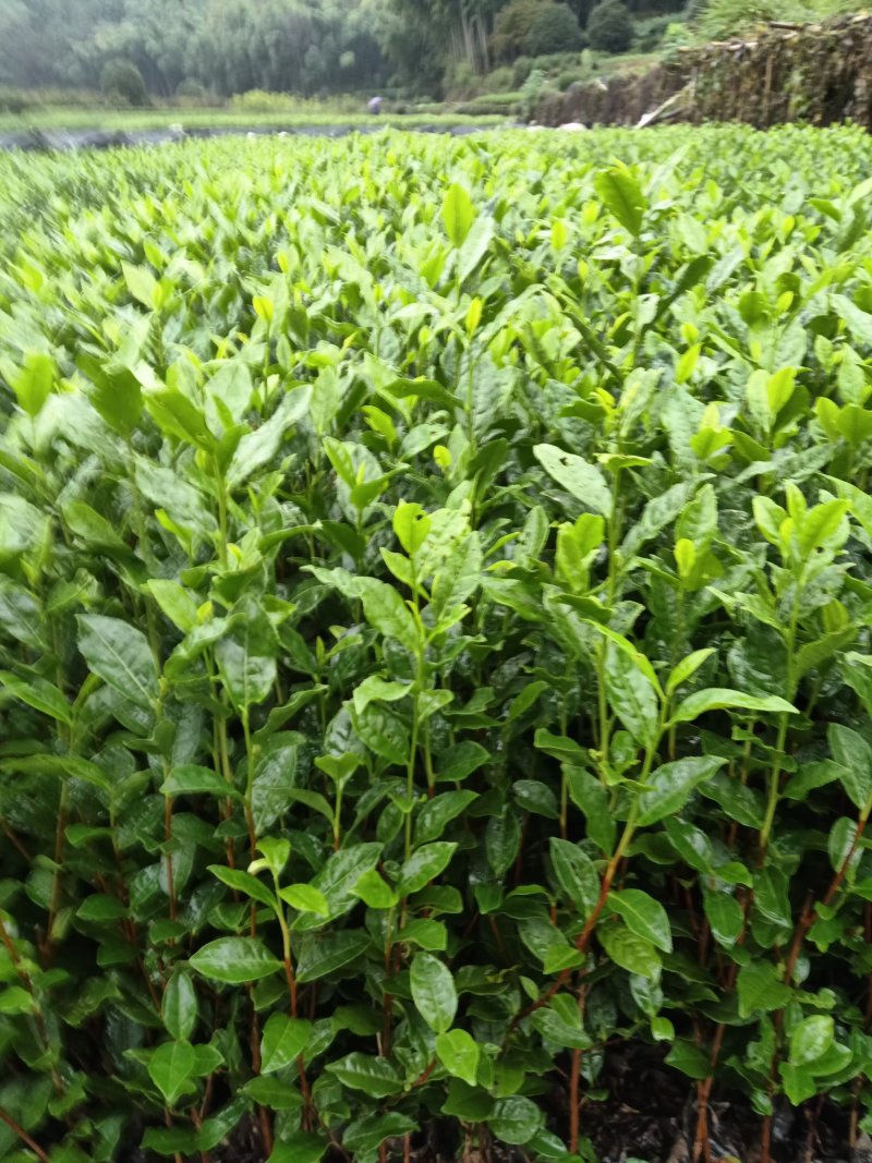 中茶108茶苗，而不是粗疏草率，因他品种领先，品质优