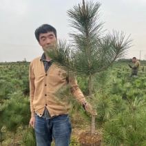 油松苗油松小苗品质保证存活率高也可提供技术指导