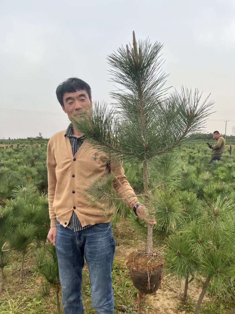 油松苗油松小苗品质保证存活率高也可提供技术指导