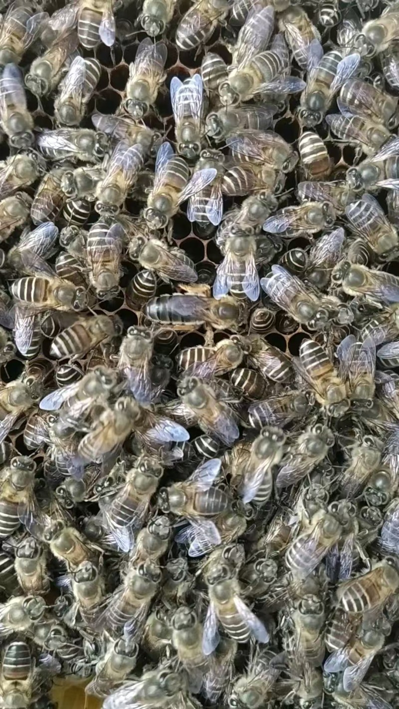 推荐蜂蜜荆条蜜自家养殖常年有货保质保量