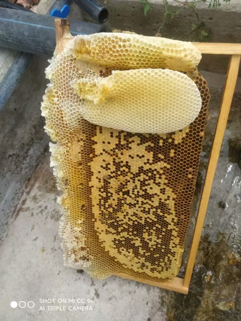 推荐蜂蜜荆条蜜自家养殖常年有货保质保量