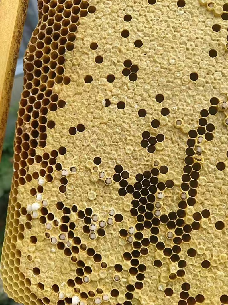 推荐蜂蜜荆条蜜自家养殖常年有货保质保量