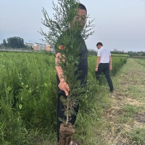 侧柏侧柏苗品质保证大量现货可对接全国欢迎联系