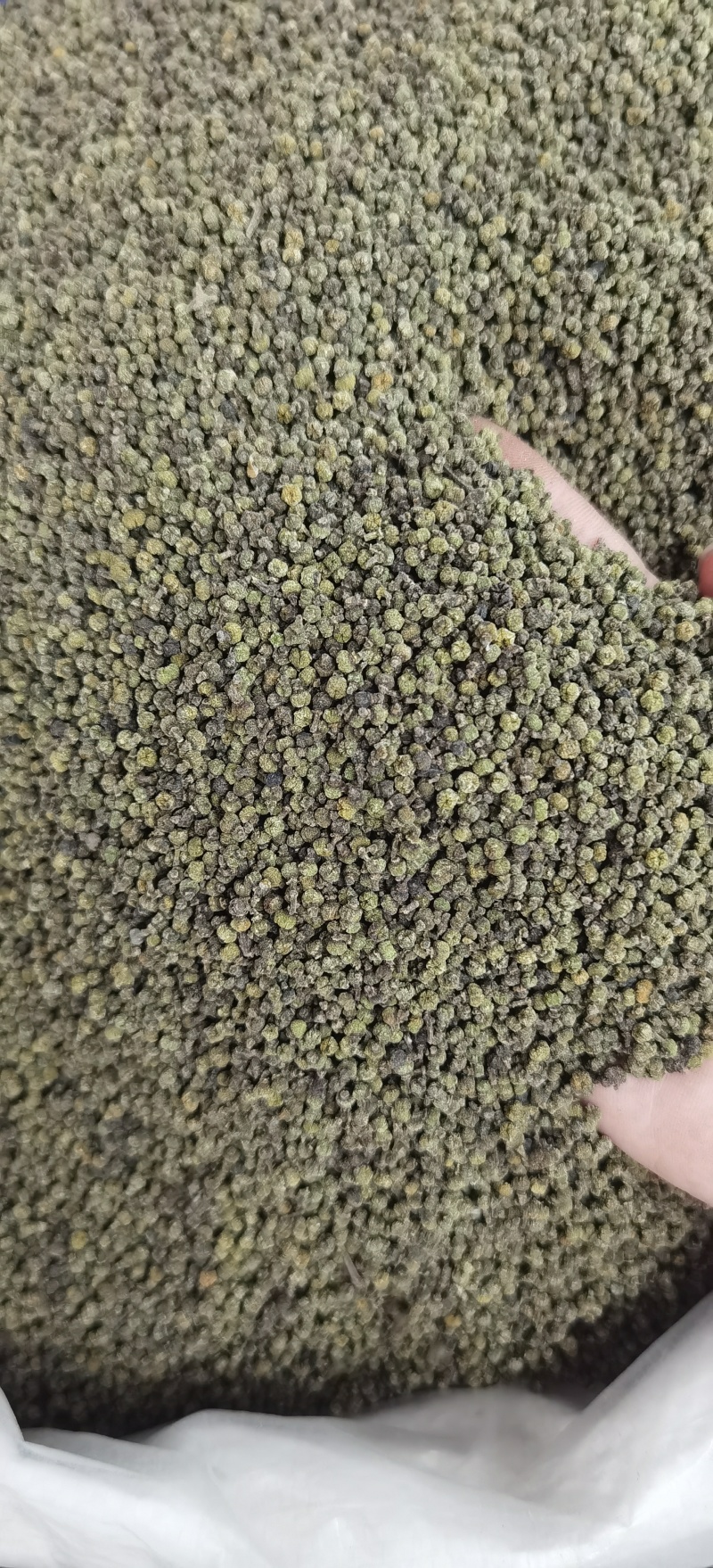 批发吴茱萸现货可长期供实体批发零售一手货源厂家货