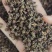 批发吴茱萸现货可长期供实体批发零售一手货源厂家货
