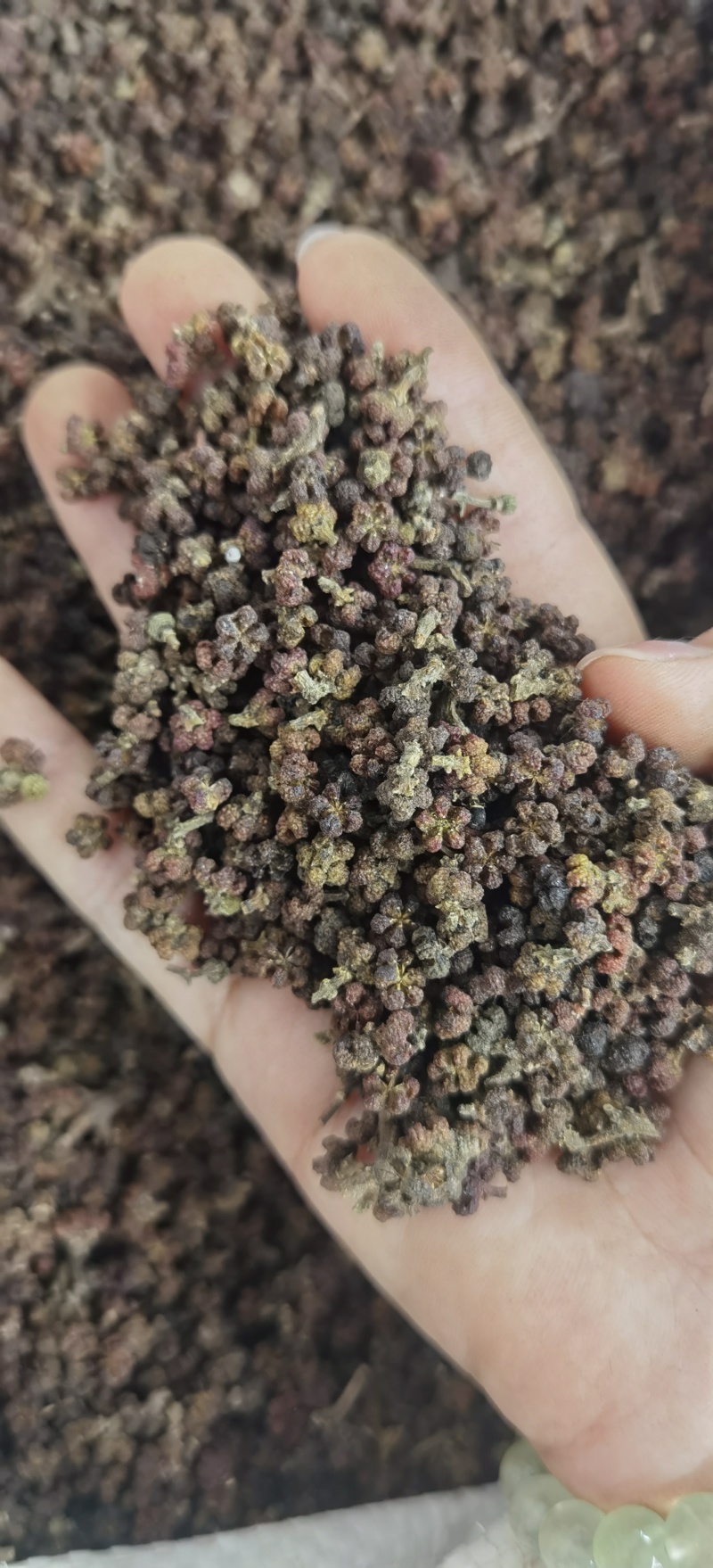 批发吴茱萸现货可长期供实体批发零售一手货源厂家货