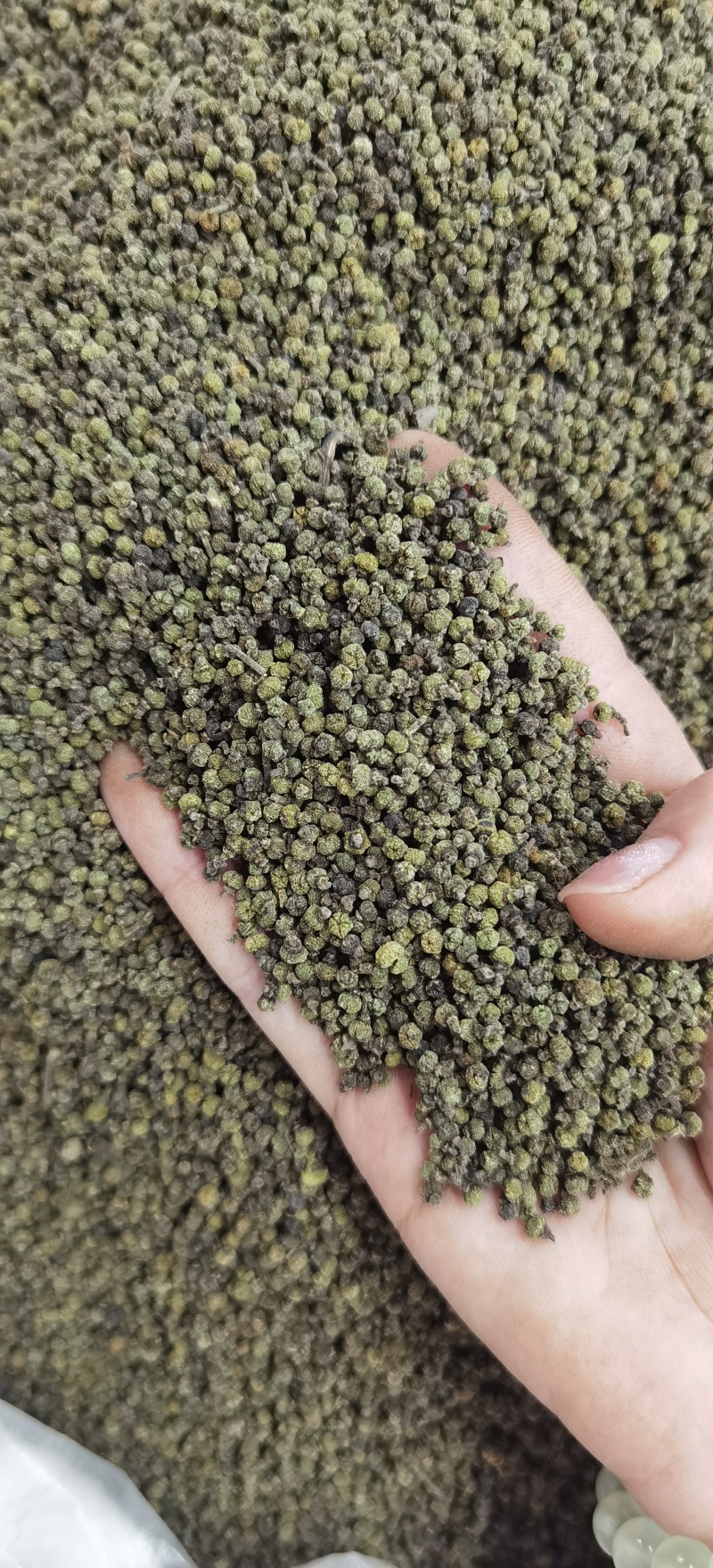 批发吴茱萸现货可长期供实体批发零售一手货源厂家货