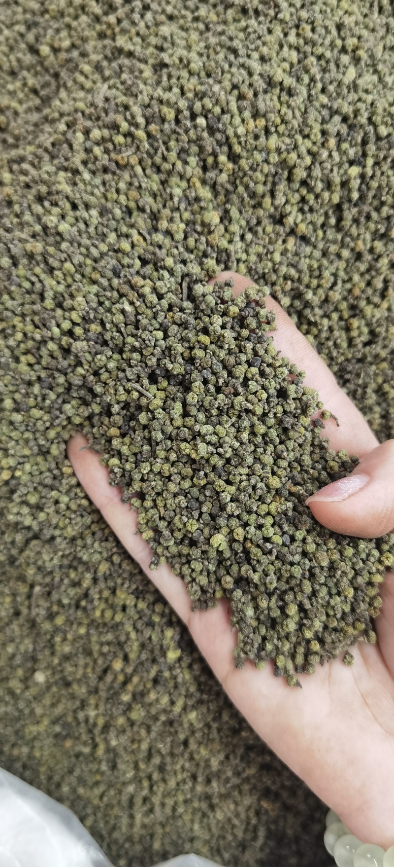 批发吴茱萸现货可长期供实体批发零售一手货源厂家货