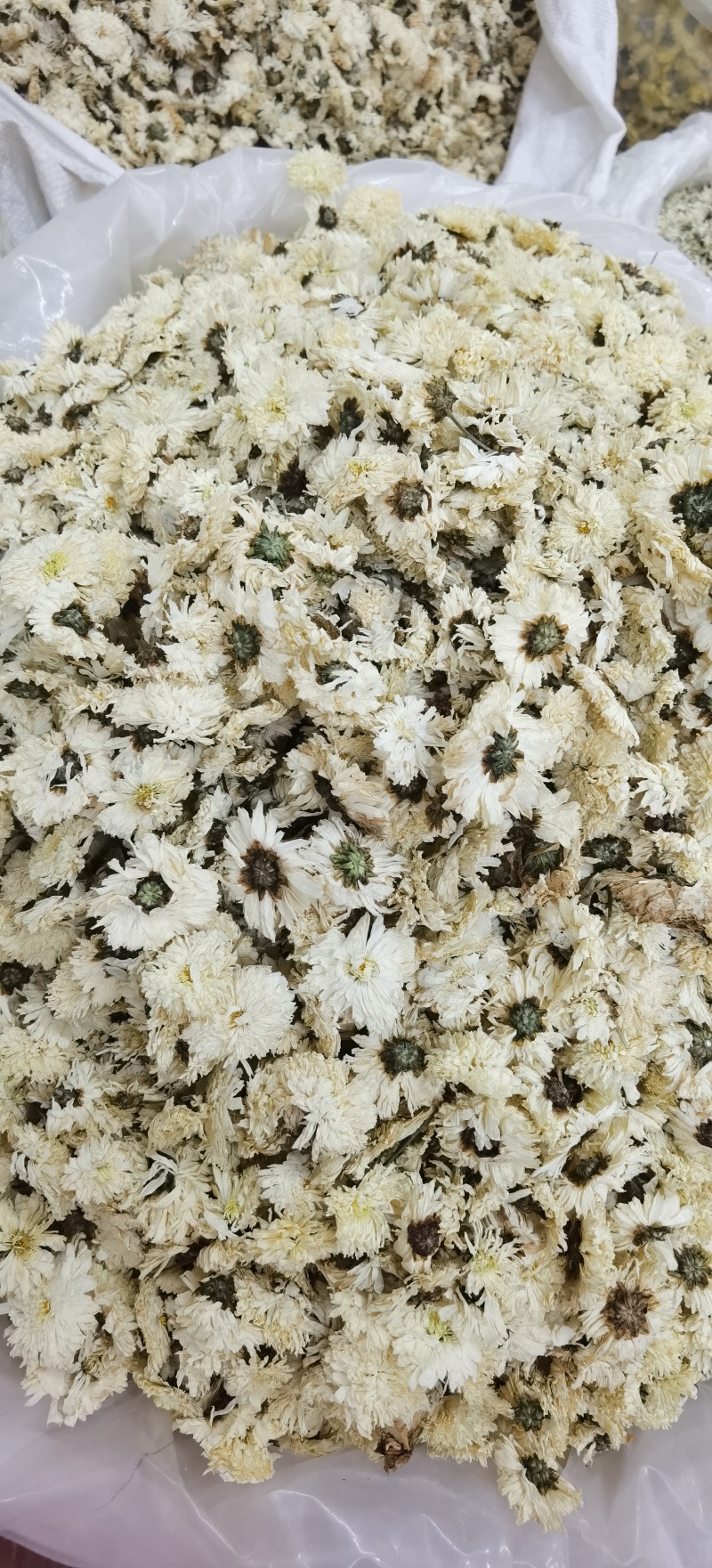 七月菊批发七月菊现货规格齐全一手货源量大价优