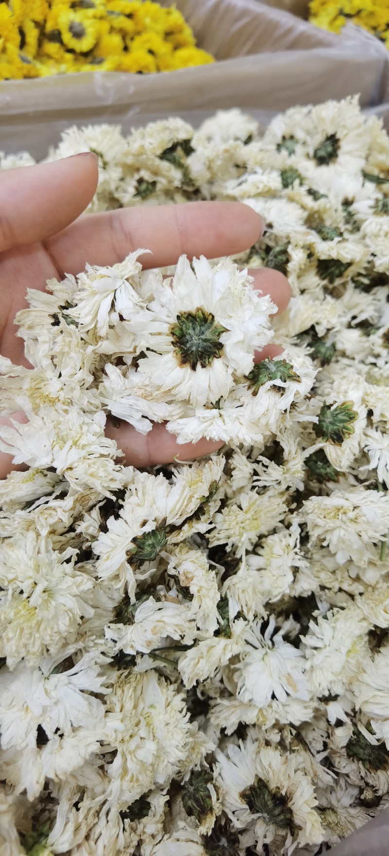 七月菊批发七月菊现货规格齐全一手货源量大价优