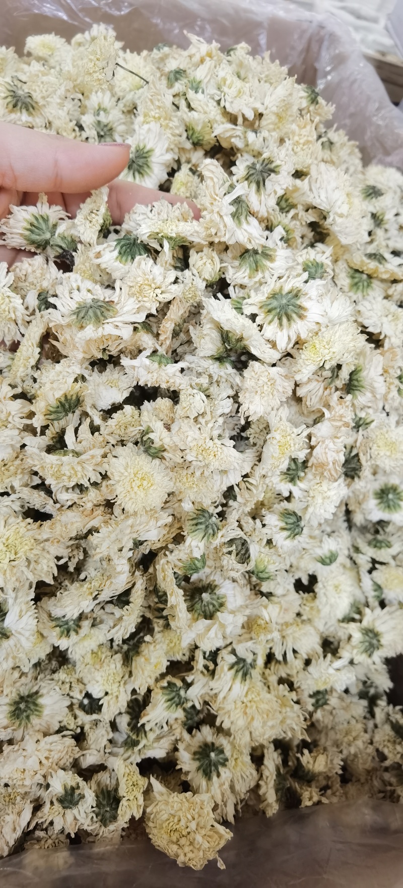 七月菊批发七月菊现货规格齐全一手货源量大价优