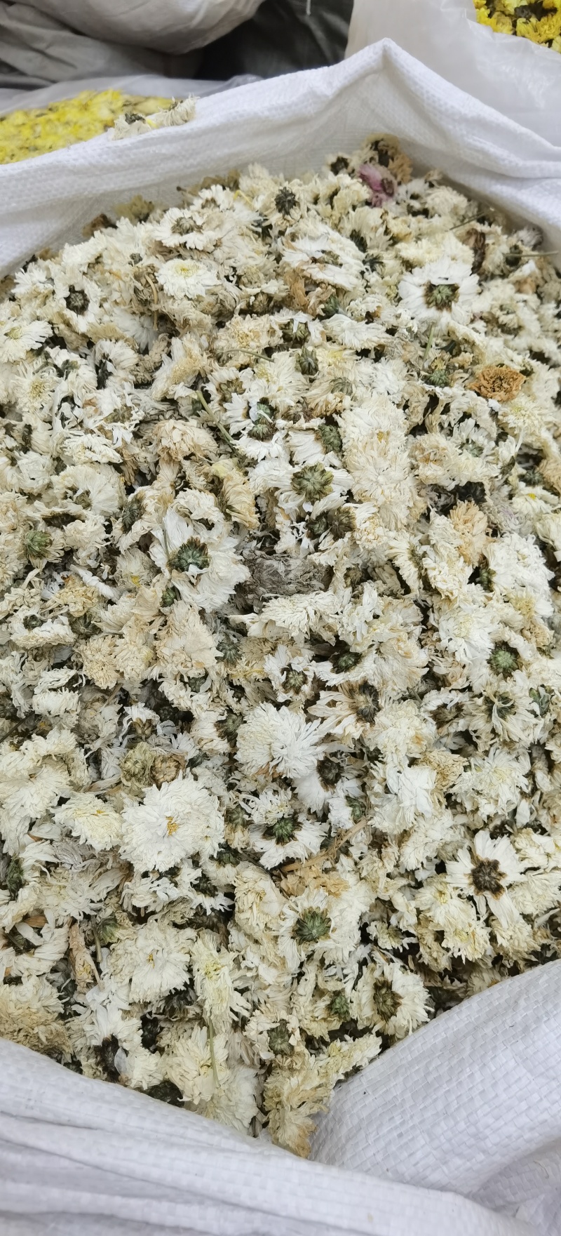 七月菊批发七月菊现货规格齐全一手货源量大价优