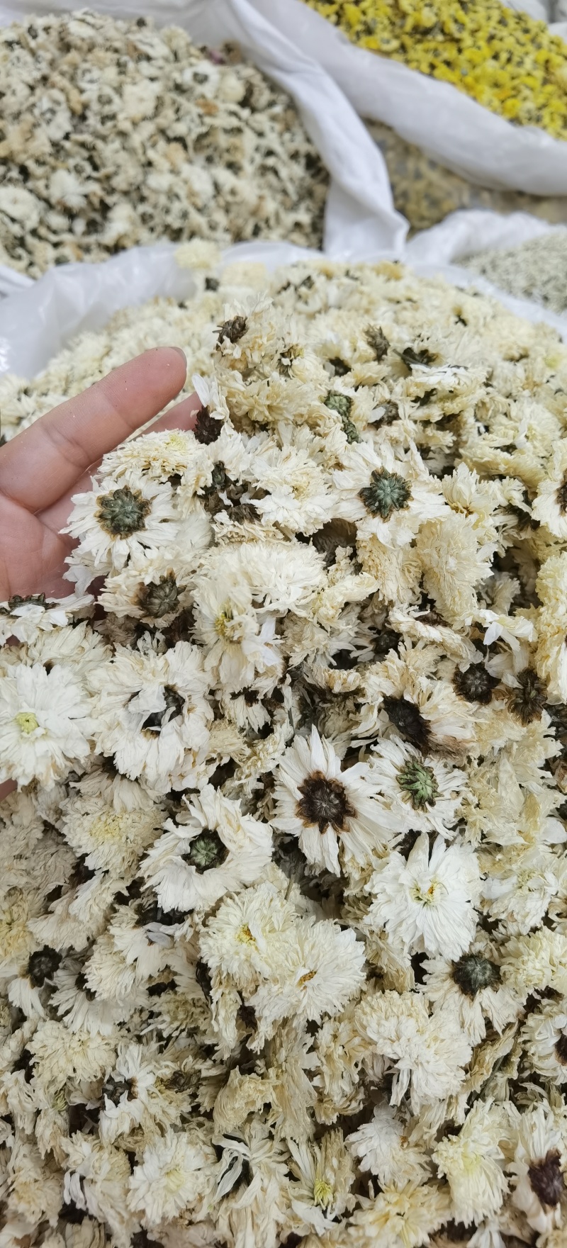 七月菊批发七月菊现货规格齐全一手货源量大价优