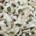 七月菊批发七月菊现货规格齐全一手货源量大价优