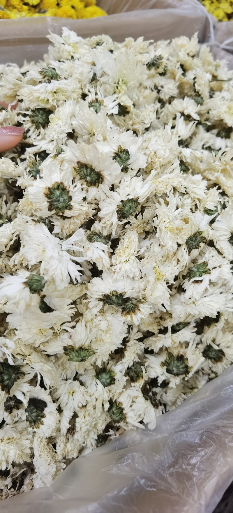七月菊批发七月菊现货规格齐全一手货源量大价优