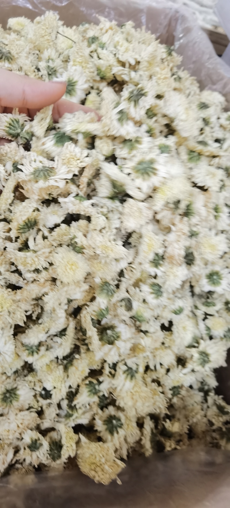 七月菊批发七月菊现货规格齐全一手货源量大价优